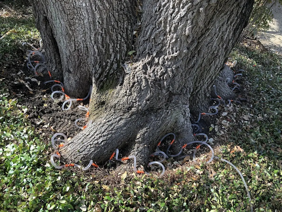 Detailed Tree Cabling and Bracing job site in Willow City